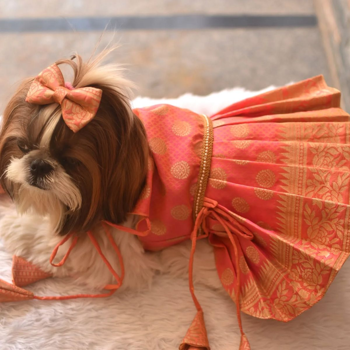 Dog kurta lehenga or tuxedo India — three custom pet outfit options by Tailoes for weddings birthdays and festivals