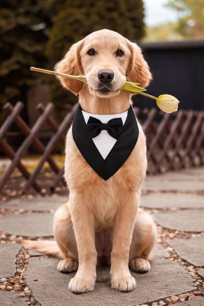 Pet Tuxedo - Formal Dog Wedding Suit with Bow Tie